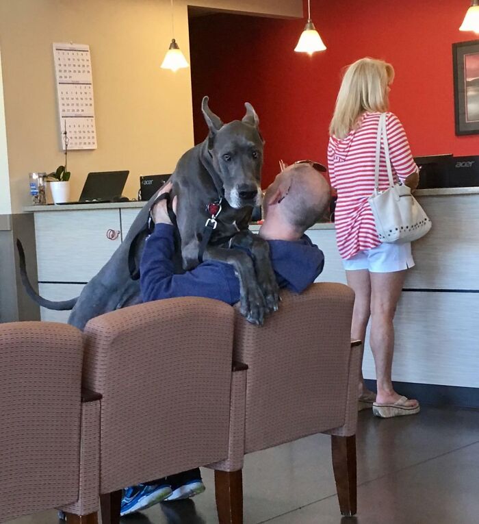 Great Dane sitting on a man's lap in a waiting area, showing how hilariously oblivious they are to their size.