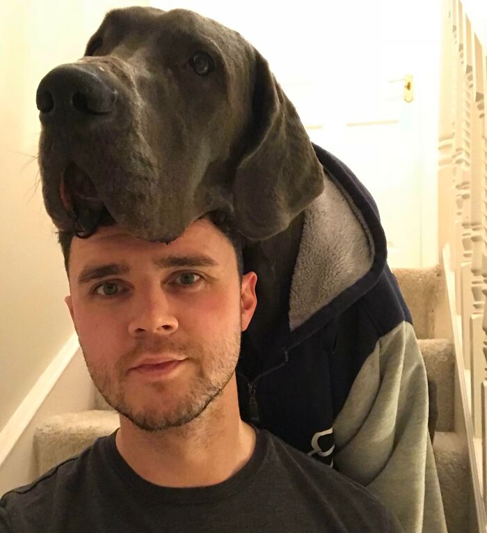 Great Dane wearing a hoodie resting its huge head on a man's head, showing obliviousness of its size indoors on stairs.