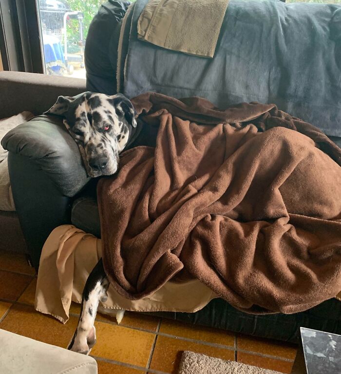 Great Dane lying on a couch covered with a brown blanket, showing obliviousness to its large size.