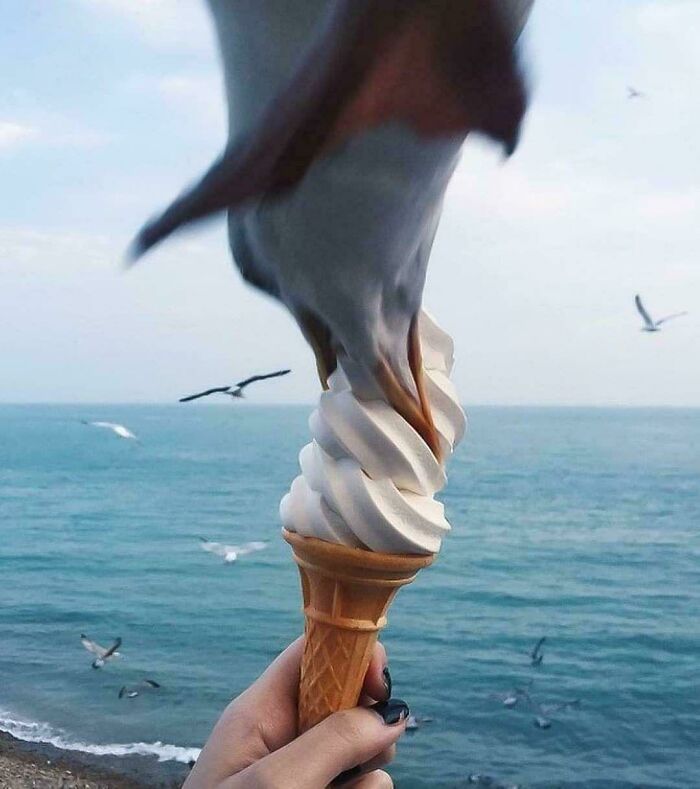 A bird stealing ice cream from a cone by the ocean, showcasing birds being jerks.