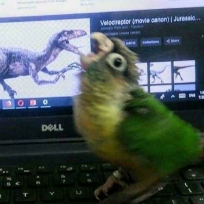A funny bird on a laptop next to a dinosaur image, looking surprised.