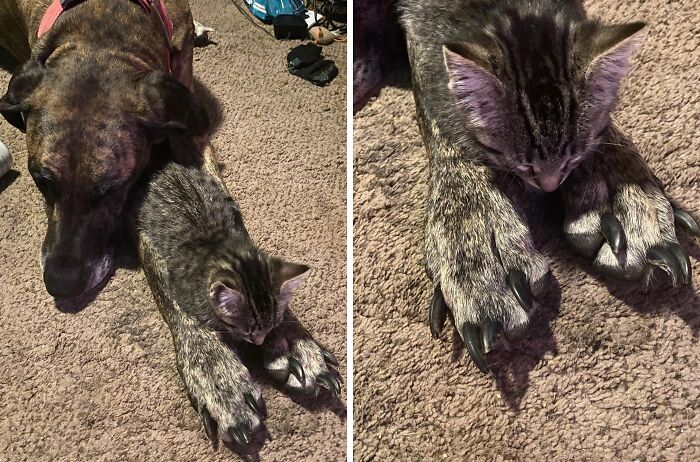 Great Dane lying on carpet with a kitten resting between its large paws, showcasing oblivious size contrast.