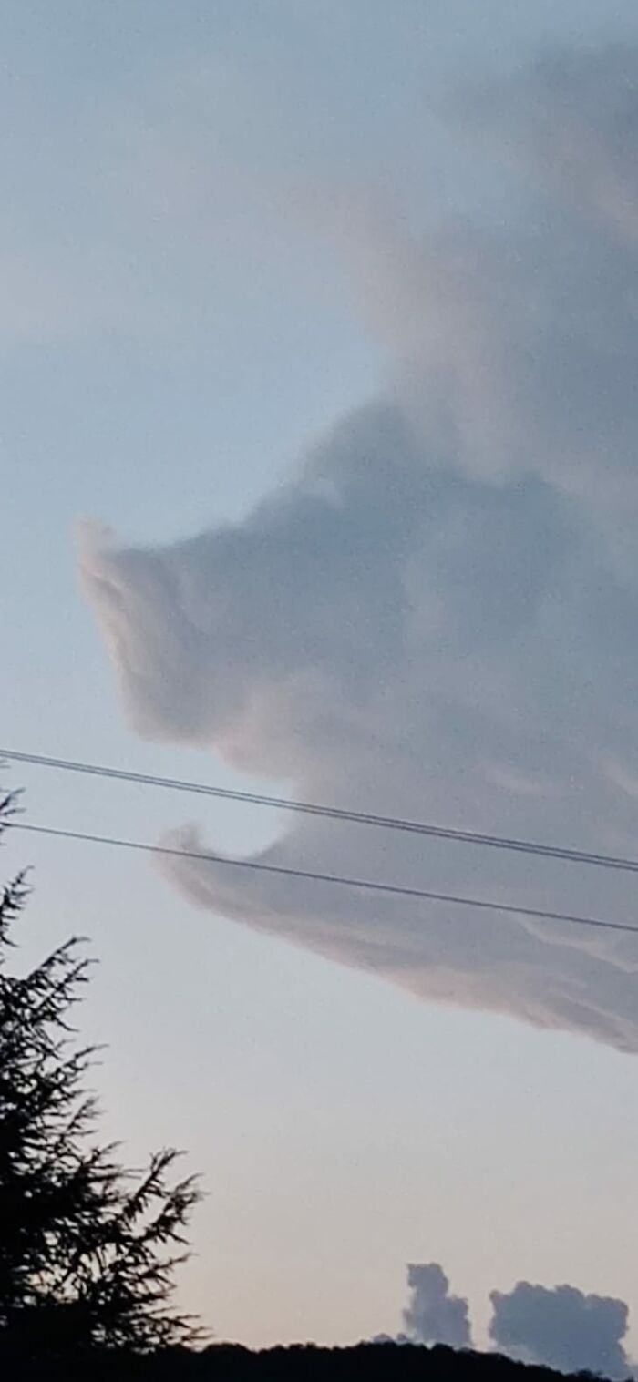 Cloud That Looks Like A Pig's Head