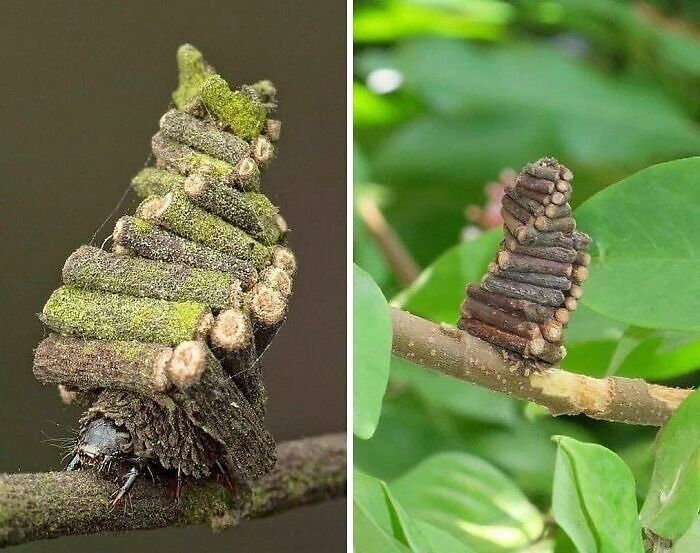 Close-up of insects covered with twigs blending into branches, showcasing random and interesting facts and curiosities in nature.