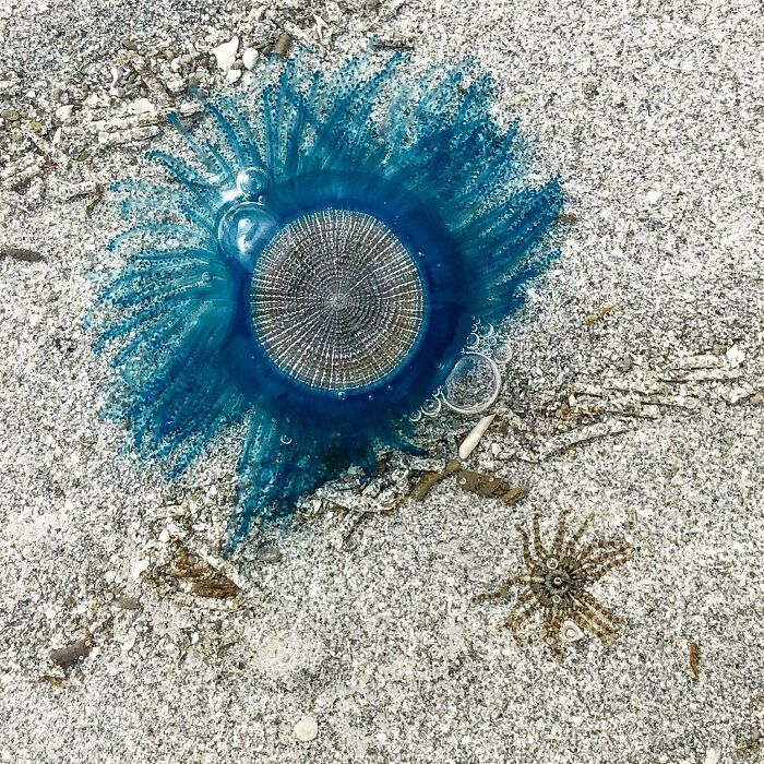 Quirky blue sea creature on sand, a unique treasure washed ashore.