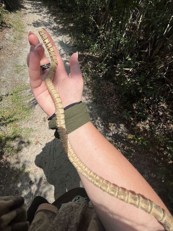 Found This Weird Vertebrae Laying In Tide Pools At The Beach