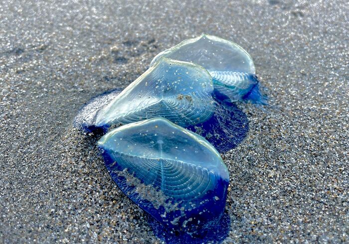 “Treasures” On The Beach. By-The-Wind Sailors (Velella Vellela)/Blue Sail Jellyfish Washed Up After Rainstorm. They’re Beautiful