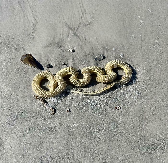 Long Spine Like Bone Found On A Florida Beach. About 3 Ft Long (Maybe Longer). Apparently, These Are Called Whelk Egg Cases