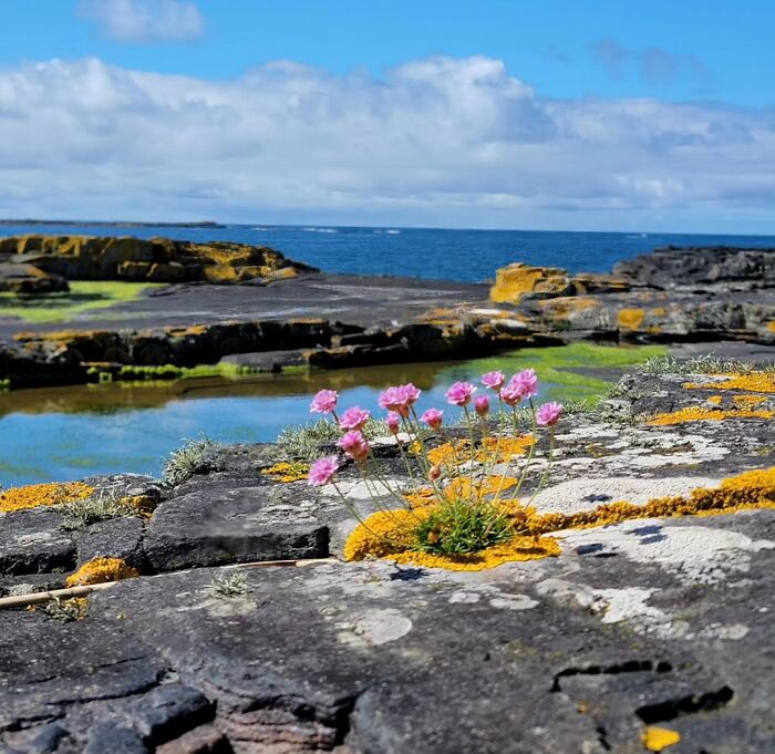 Pink flowers and yellow moss on rocky shore by the sea, a quirky treasure washed ashore amidst vibrant coastal scenery.