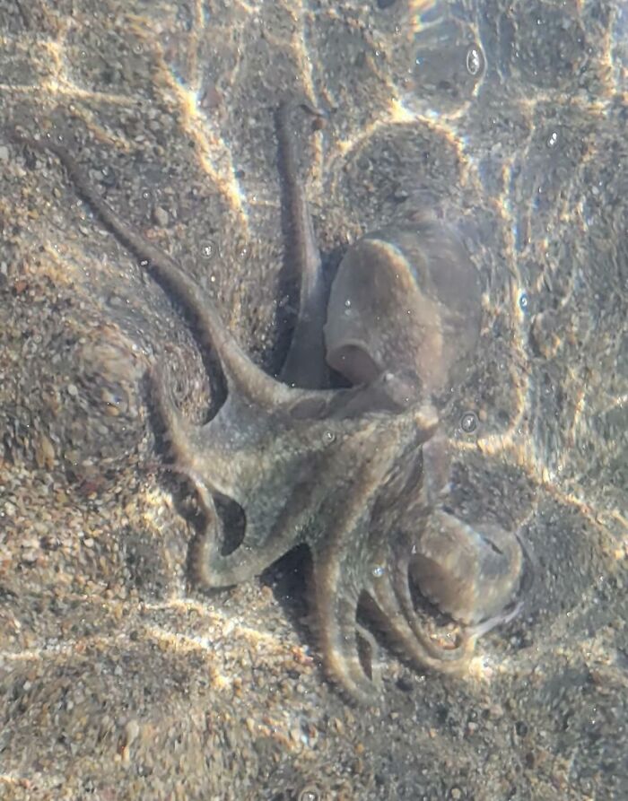 Quirky treasure found ashore: an octopus blending with sandy beach surroundings in shallow water.