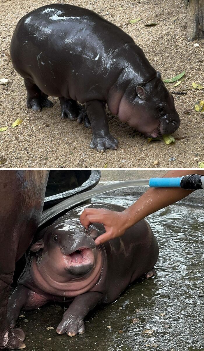 I Visited Moo Deng Today