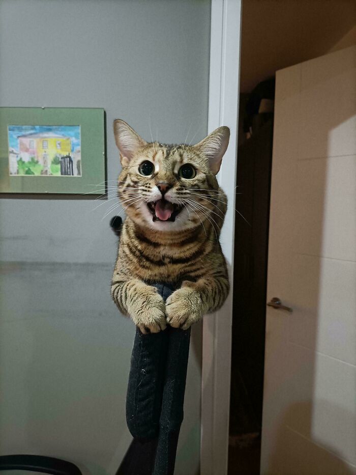 A tabby cat perched on a chair, mouth open, expressing typical feline drama.