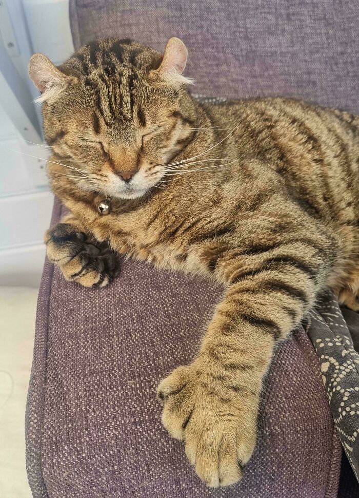 Tabby cat with closed eyes showing sharp claws on a purple chair, appearing both adorable and intimidating.