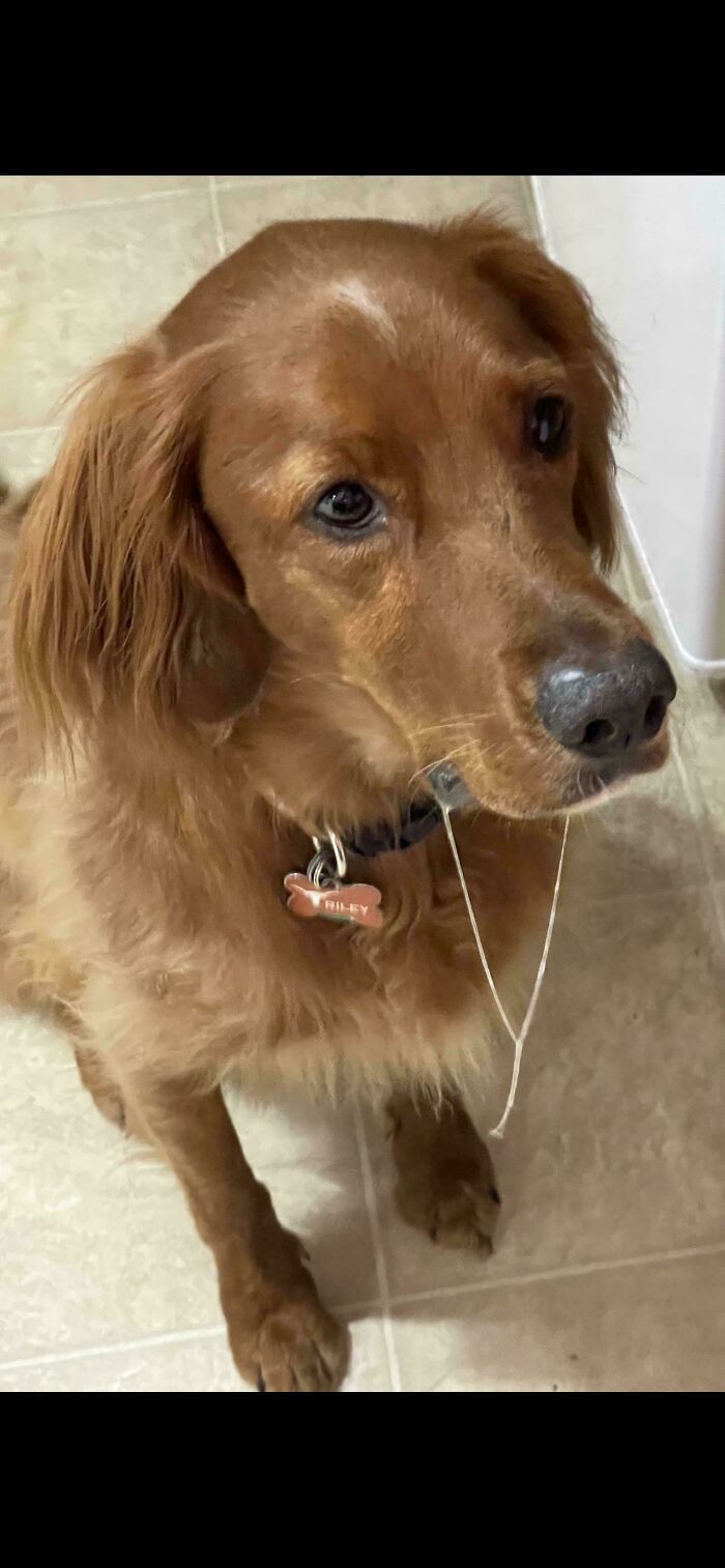Golden retriever dog with derpy expression sitting on tiled floor with string hanging from its mouth.