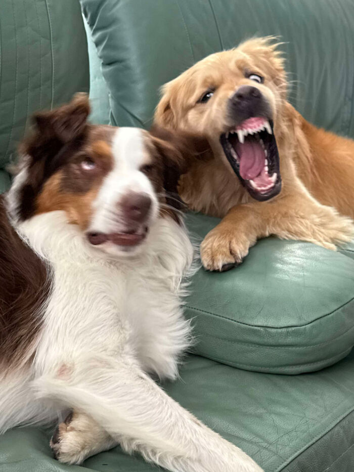 Two hilariously derpy dogs on a green couch, one yawning widely and the other with a goofy expression.