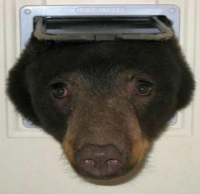Bear’s head partially through a cat flap, illustrating one of the random photos you may not know where to begin processing.