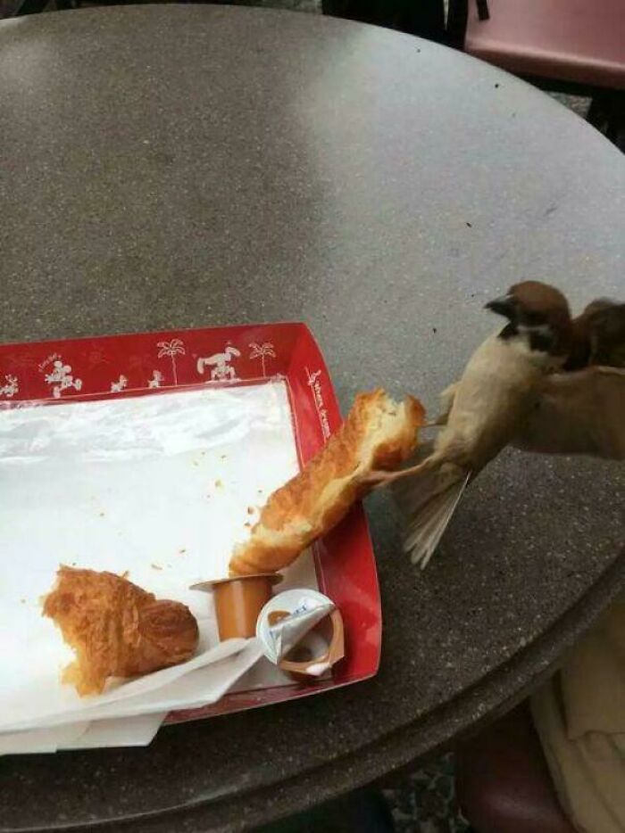 Bird snatching a croissant from a food tray, showing funny bird behavior at an outdoor cafe.