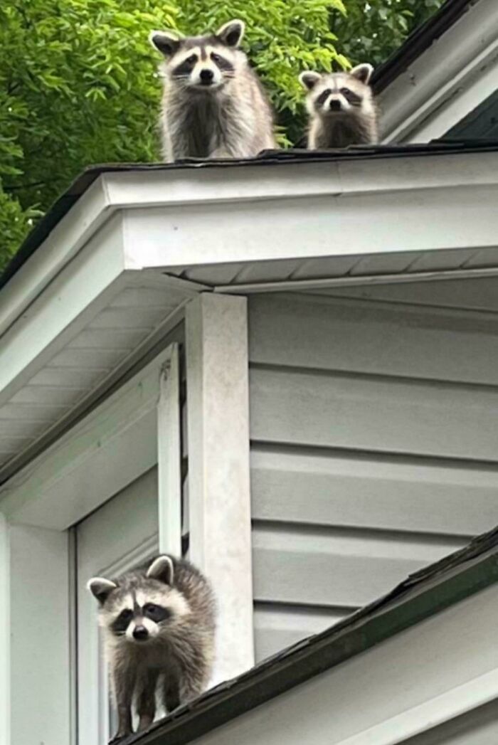 Raccoons on a roof, a humorous reminder of spending money on unexpected home visitors.