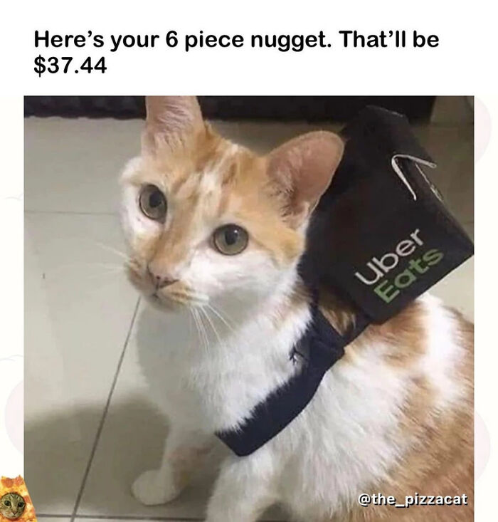 Cat-Memes-Meow-Irl