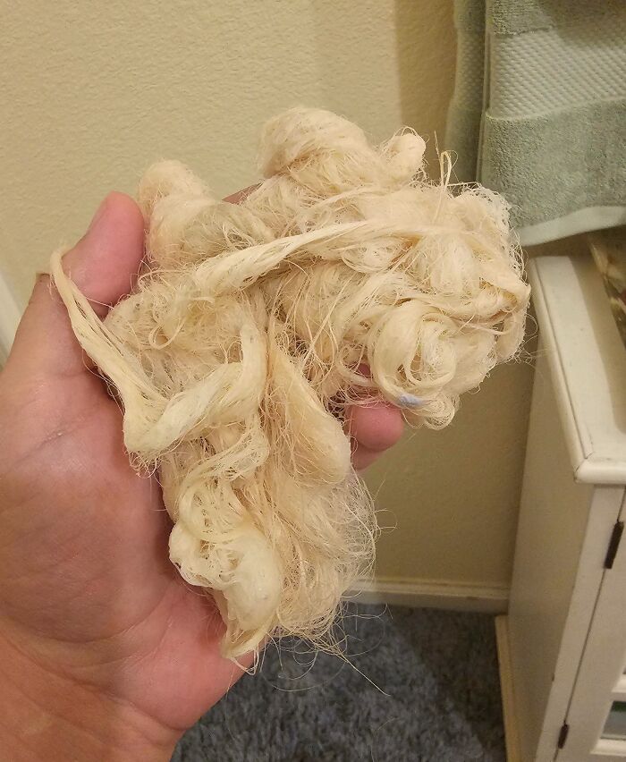 Clump of tangled, damaged blonde hair in a hand, illustrating hair-cutting-dyeing-fails.