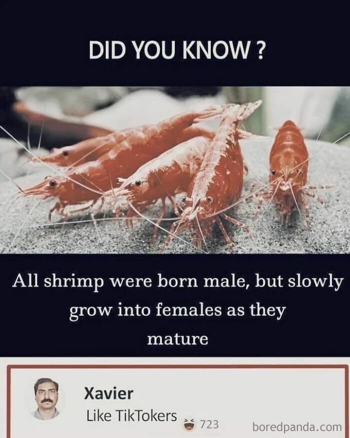 Shrimp facts meme showing shrimp and funny relatable comment, part of relatable memes for a laugh today.