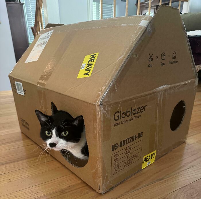 Cat inside a homemade cardboard house labeled "heavy," reflecting spending regret.