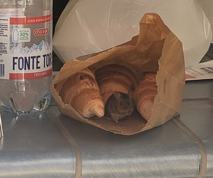 A mouse peeking from a brown paper bag with croissants, next to a bottle of water.