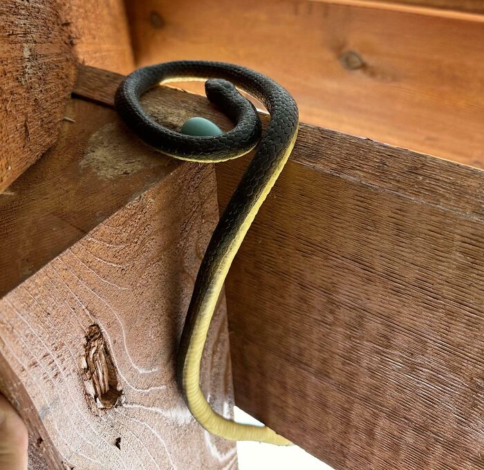 A snake coiled on wooden beams, regretted spending money on unneeded pest control.
