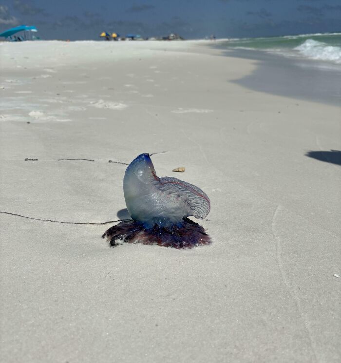 Quirky treasure washed ashore: a Portuguese man o' war on a sandy beach.