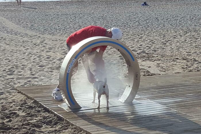 Person washing a dog on the beach using a circular device, representing quirky treasures washed ashore.