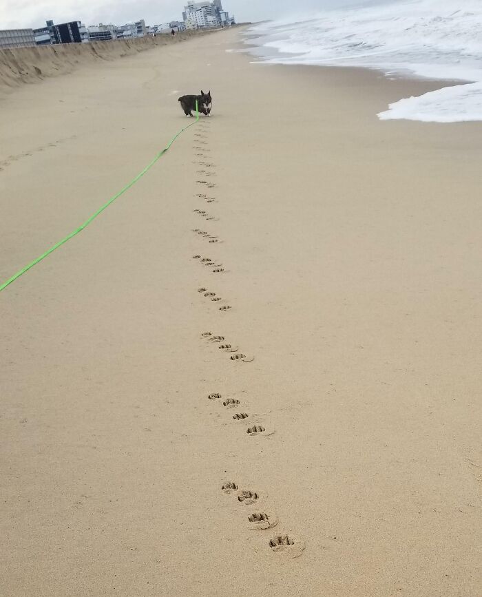 Dog walking on the beach, leaving quirky treasures of paw prints in the sand.