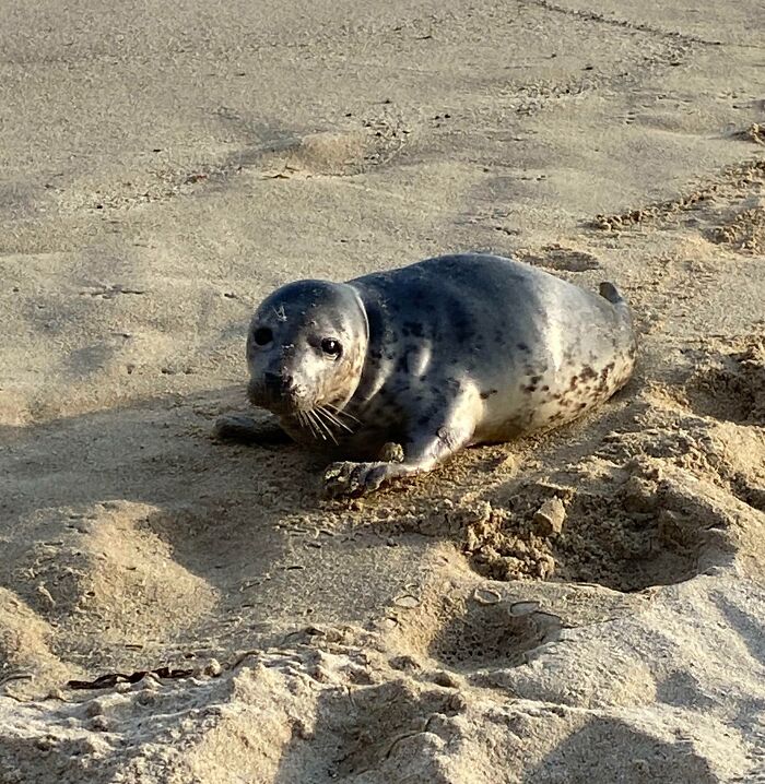 Seal resting on sandy beach, a quirky treasure washed ashore.