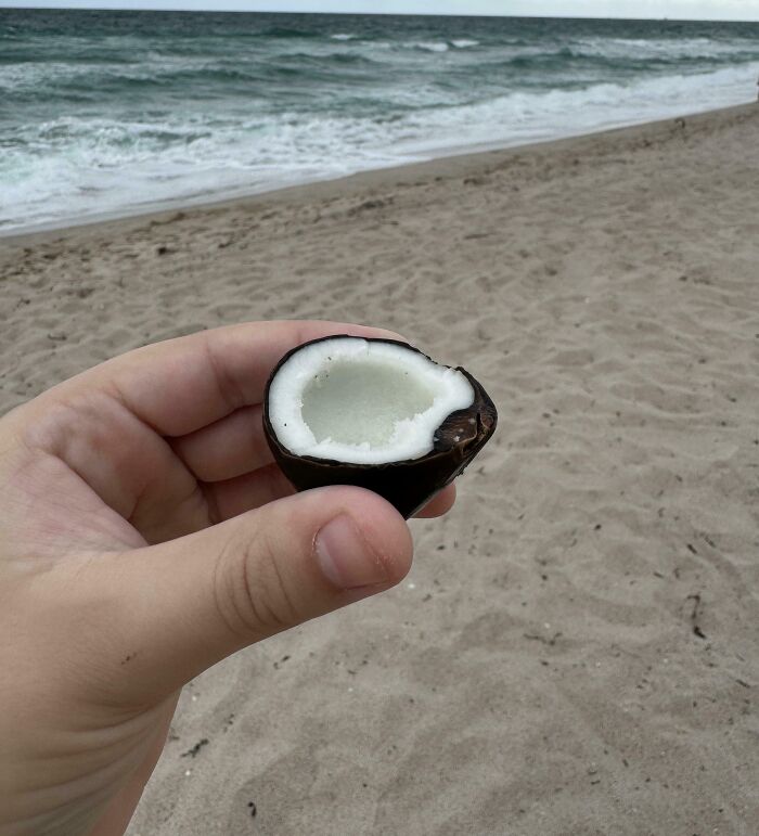 Hand holding a quirky treasure, a small coconut shell, on a beach with ocean waves in the background.