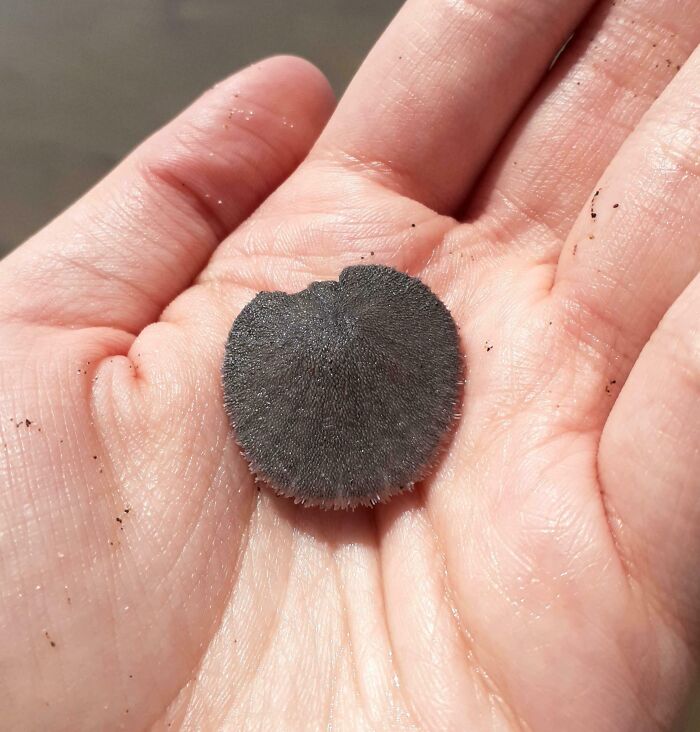 A Live Sand Dollar I Found At The Beach