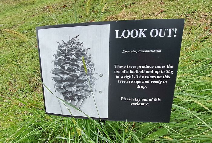 The Trees In Question Hung Right Over The Path