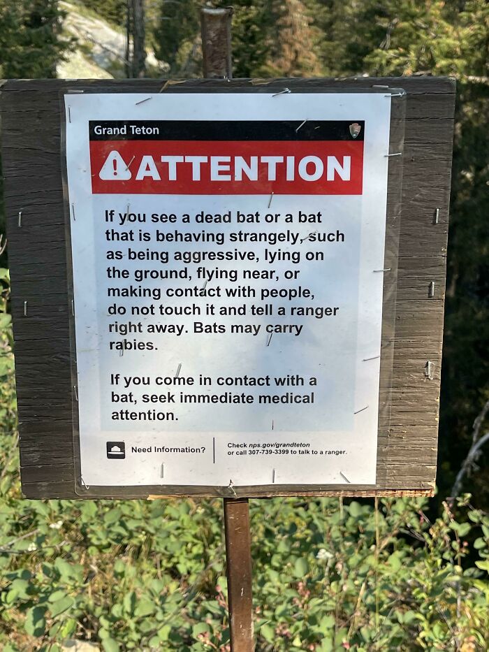 So People Normally Play With Bats?