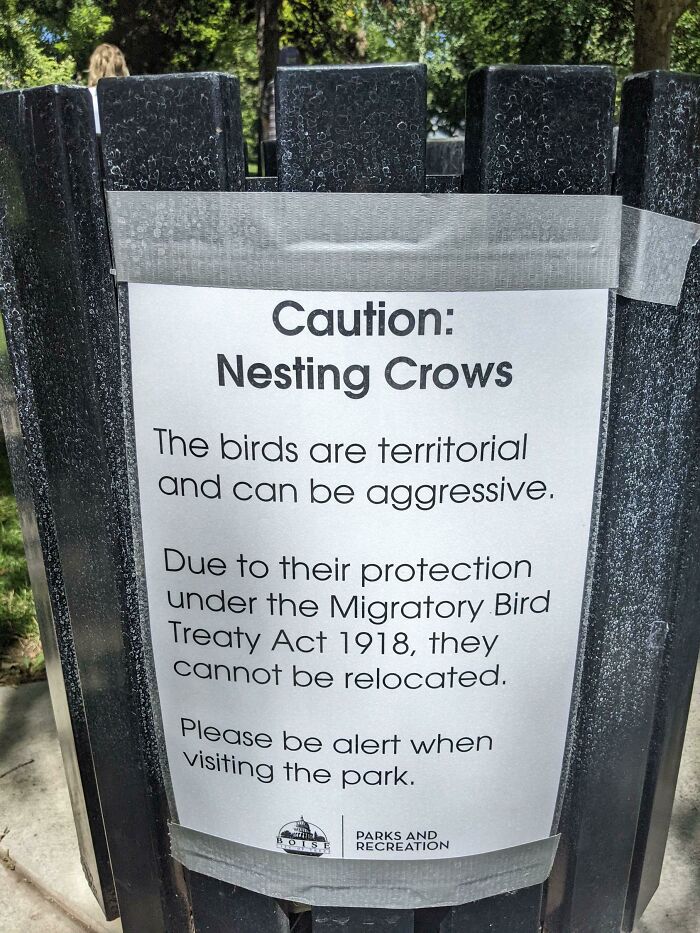 Didn't Know I Had To Watch Out For Crows In My Local Park