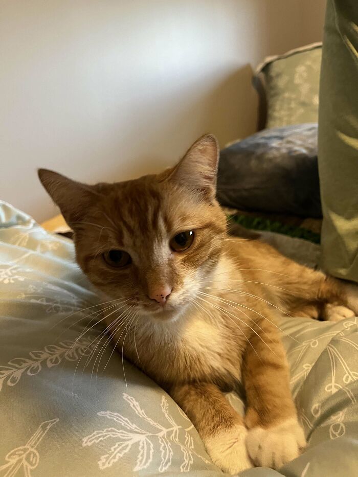 Orange and white cat lying on a patterned blanket, representing pets adopted in November by proud pet owners.