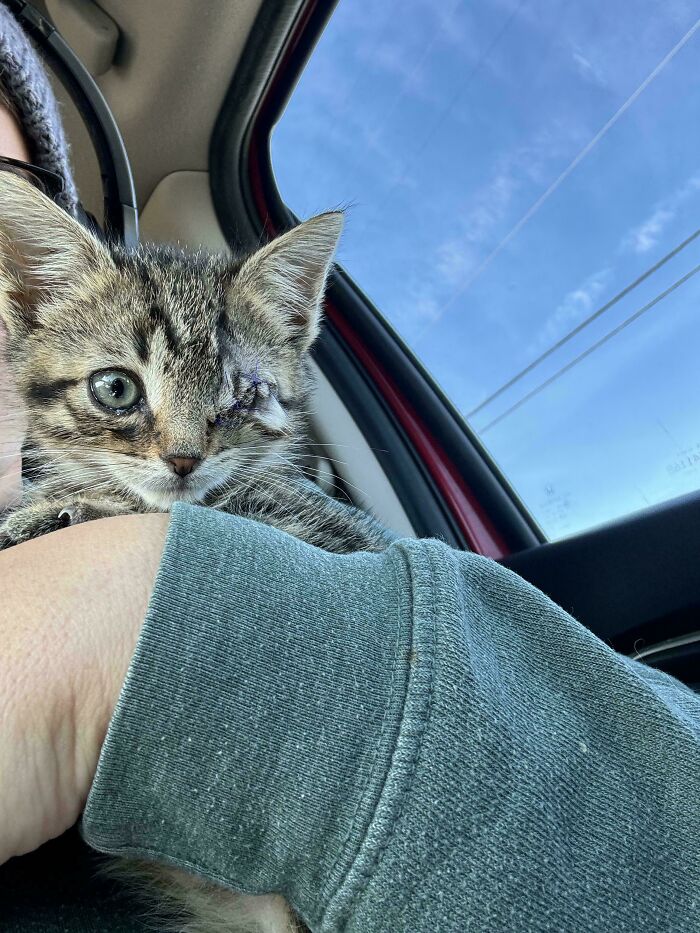 Adopted tabby kitten with one eye cuddles in its owner's arm inside a car.