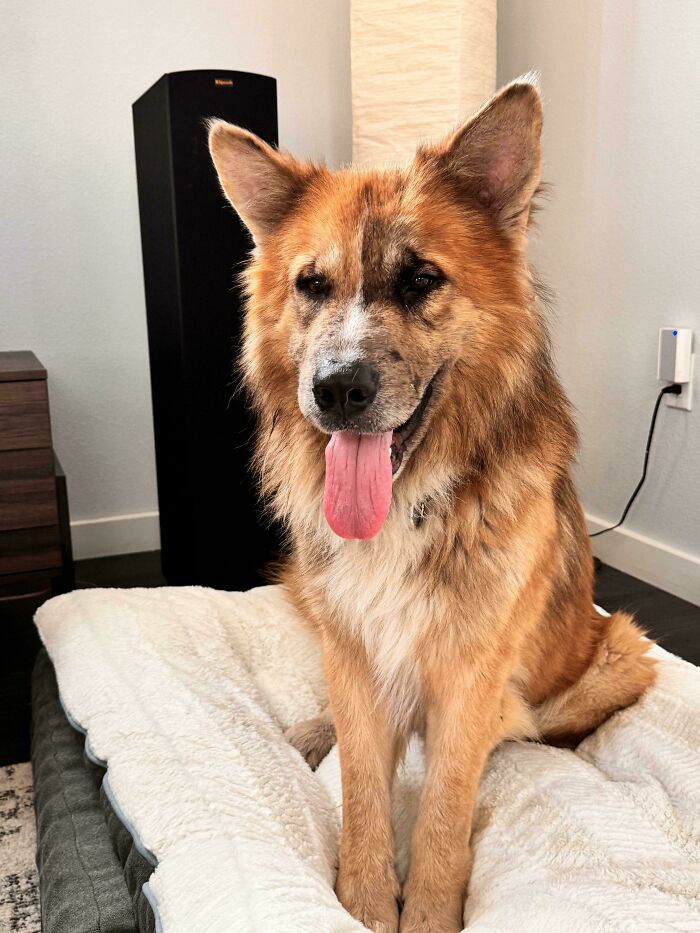 A proud pet owner shares their newly adopted dog relaxing on a cozy bed.