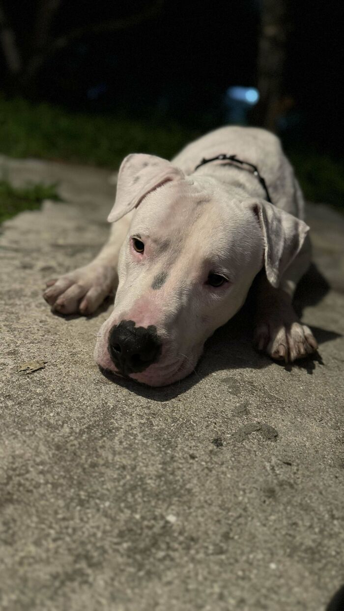 Adopted pet, a white dog, resting on a concrete surface at night.