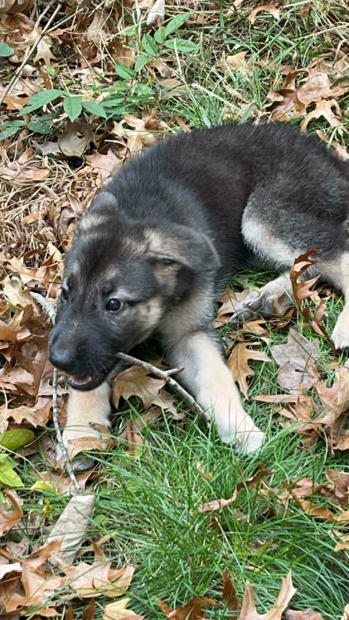 I Got My First German Shepherd!