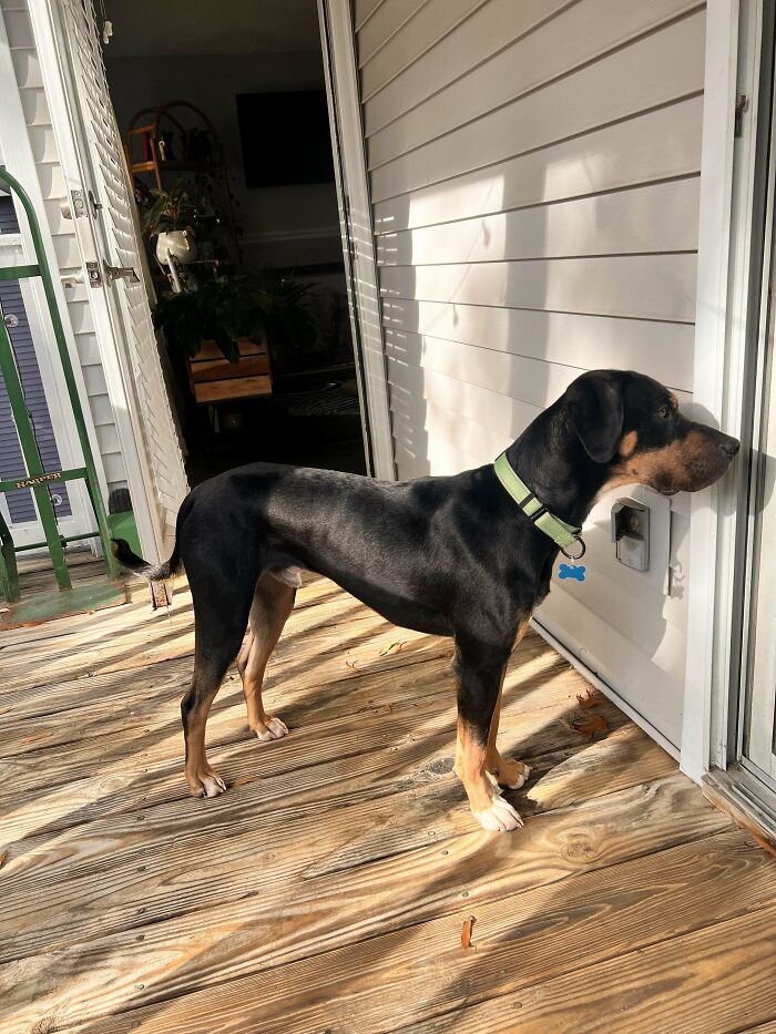 This Hound That I Adopted Last Week Is Turning Out To Be The Best Dog I’ve Ever Had. Everyone Meet Hendrix