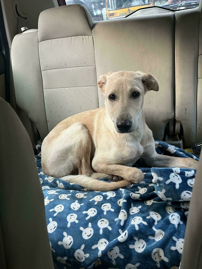 Adopted pet dog sitting on a bunny-patterned blanket in the car's backseat.