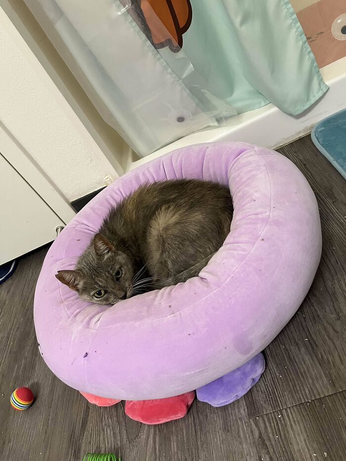 Adopted pet cat resting in a soft, purple pet bed with toys scattered around.