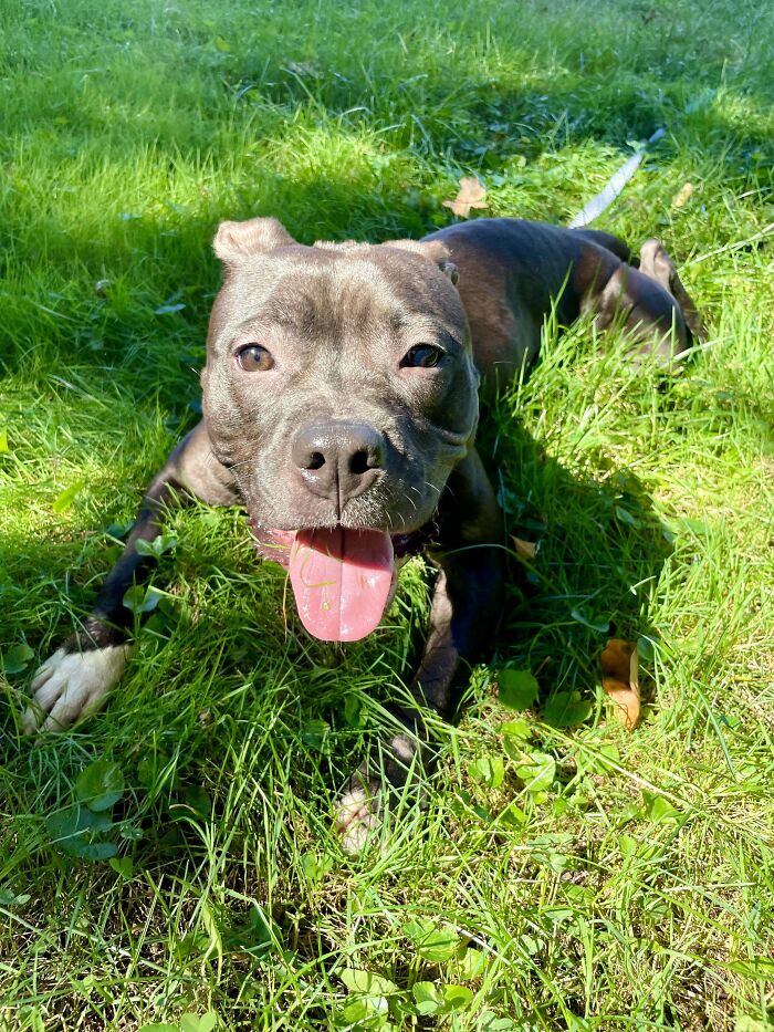 Adopted pet dog lying on grass, tongue out, enjoying a sunny day.