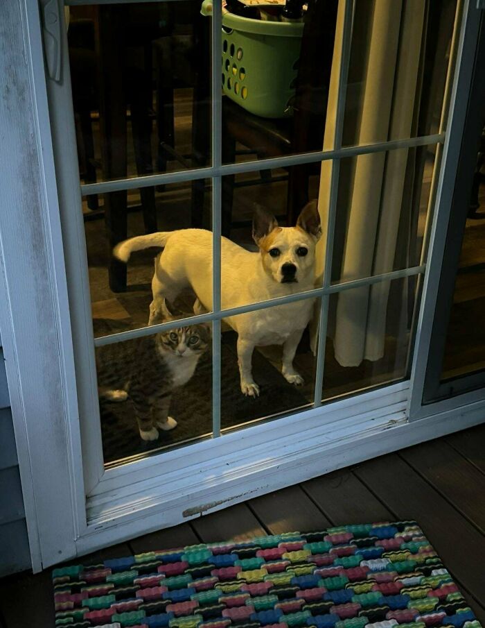 Adopted pets, a dog and a cat, looking through a glass door from inside a cozy home.