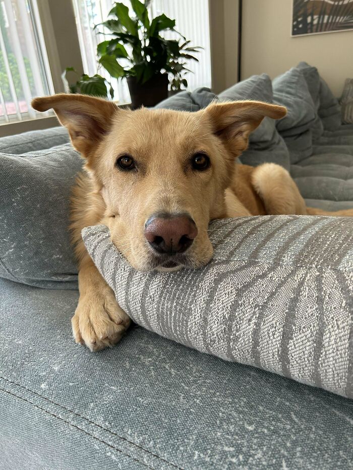 Meet Archie, Our Golden German Shepherd