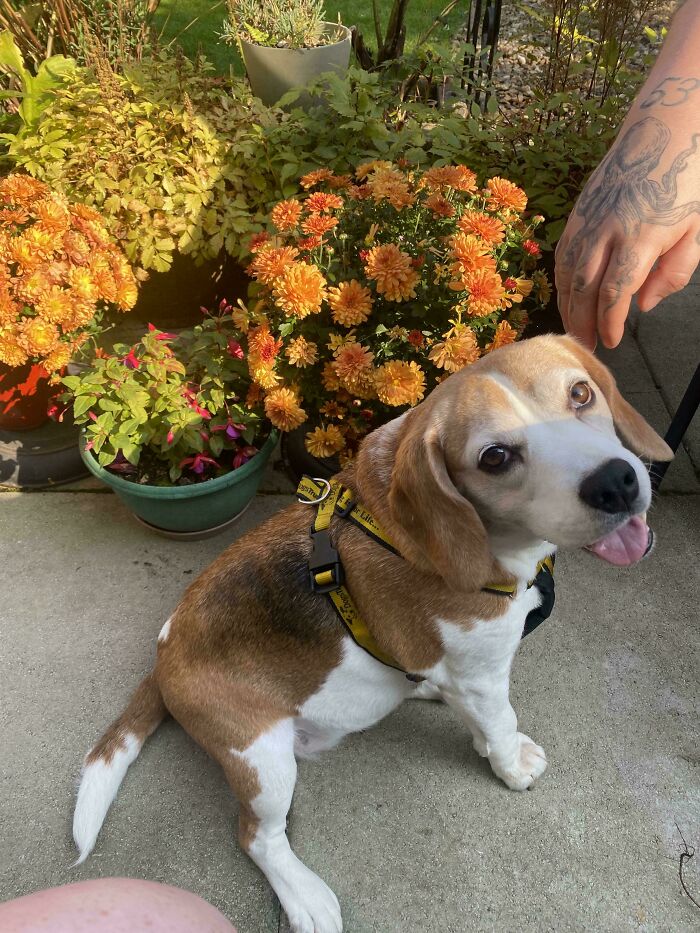 Adopted pet dog sitting on a patio with flowers in the background.