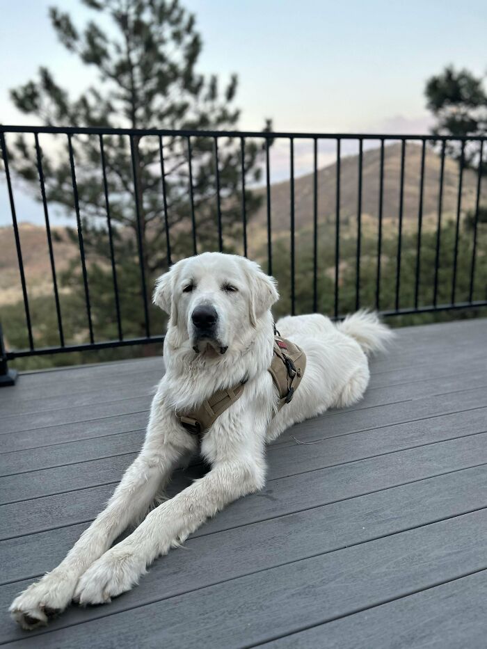 White dog relaxing on a deck, showcasing the delightful pets adopted in November by proud pet owners.